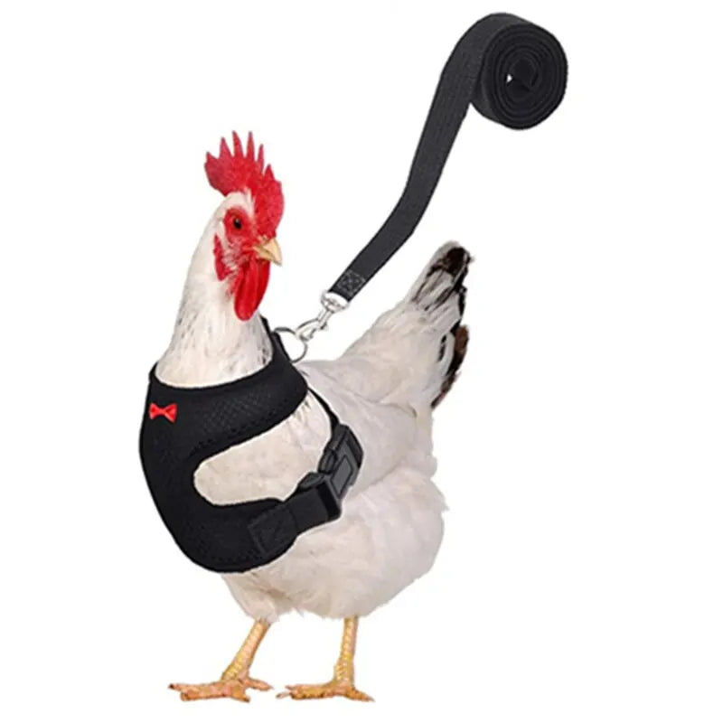 Pet Adjustable Harness & Leash – For Chickens, Ducks, Puppies & Small Pets