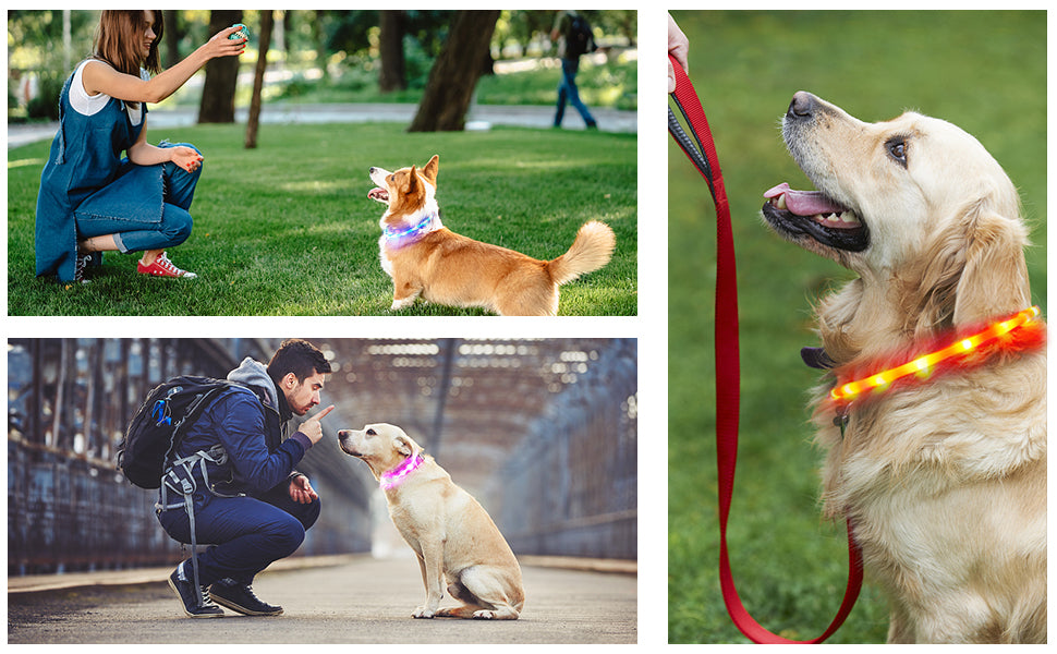 LED Light-Up Dog Collar - Keep Your Pet Safe & Visible at Night