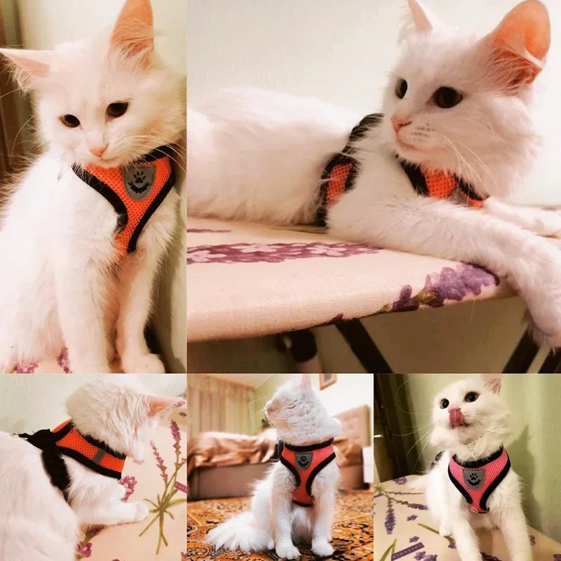 Cat Harness – Safe & Adjustable Walking Vest