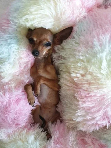 Classic Calming Donut Bed